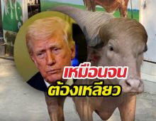 คนแห่ดูแน่นฟาร์ม! ควายเผือกหน้าเหมือน โดนัลด์ ทรัมป์