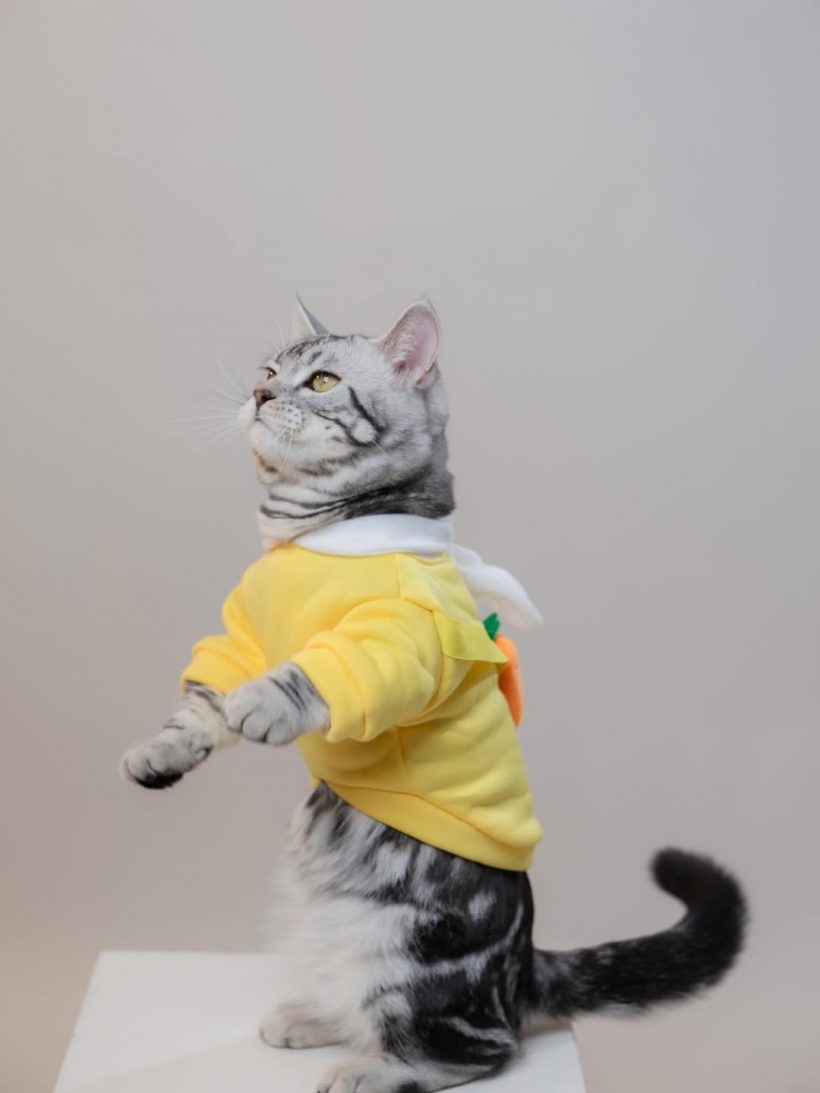 โฟกัส จีระกุล โพสต์ภาพเปิดตัวลูกชาย ทำแฟนๆคอมเมนต์สนั่น