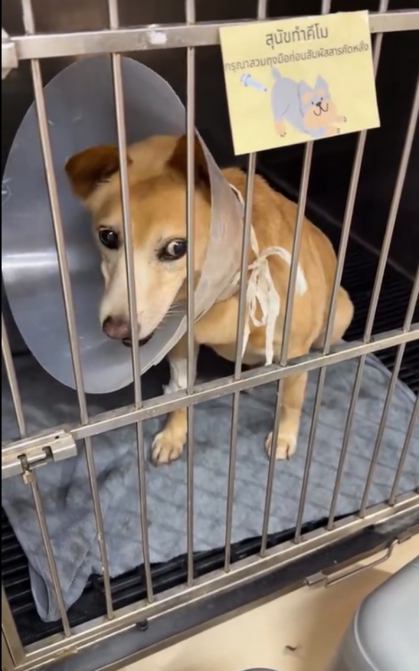 ใจสลาย! อั้มโพสต์คลิปล่าสุด แฟนคลับแห่ส่งกำลังใจน้องถั่ว