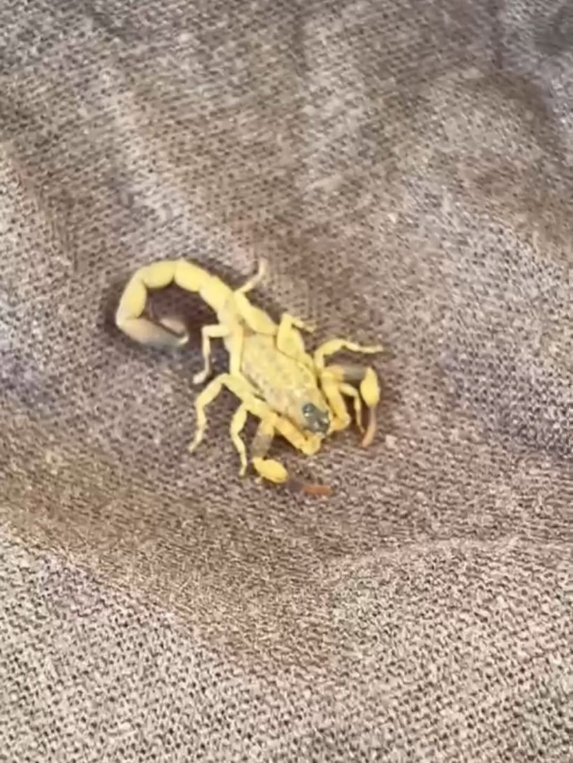 หามด่วน! เบลล่า ราณี เล่าเหตุระทึกแมงป่องต่อยกลางกอง